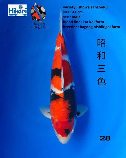 Ikan Koi SHOWA SANSHOKU 41cm, lelang koi SHOWA SANSHOKU 41cm, jual koi SHOWA SANSHOKU 41cm, beli koi SHOWA SANSHOKU 41cm, Lelang Koi Online, Jual Beli Ikan Koi, Pusat Jual Beli Koi, Info Lelang Koi Hari Ini, Platform Jual Beli Koi, Jual Beli Ikan Koi Online, Marketplace Ikan Koi, Jual Koi Terbaik, Tempat Beli Koi Berkualitas, Pasar Ikan Koi Online Terpercaya, Penjual Ikan Koi Terpercaya, Beli Koi Hias Online, Ikan Koi untuk Dijual, Koi Kualitas Terbaik, Toko Online Ikan Koi, Koi Hias Untuk Dijual, Jual Beli Ikan Koi Lokal, Koi Indonesia Online, Pusat Jual Beli Koi Terbesar
