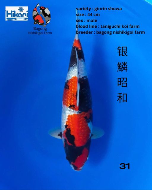 Ikan Koi GINRIN SHOWA 44cm, lelang koi GINRIN SHOWA 44cm, jual koi GINRIN SHOWA 44cm, beli koi GINRIN SHOWA 44cm, Lelang Koi Online, Jual Beli Ikan Koi, Pusat Jual Beli Koi, Info Lelang Koi Hari Ini, Platform Jual Beli Koi, Jual Beli Ikan Koi Online, Marketplace Ikan Koi, Jual Koi Terbaik, Tempat Beli Koi Berkualitas, Pasar Ikan Koi Online Terpercaya, Penjual Ikan Koi Terpercaya, Beli Koi Hias Online, Ikan Koi untuk Dijual, Koi Kualitas Terbaik, Toko Online Ikan Koi, Koi Hias Untuk Dijual, Jual Beli Ikan Koi Lokal, Koi Indonesia Online, Pusat Jual Beli Koi Terbesar