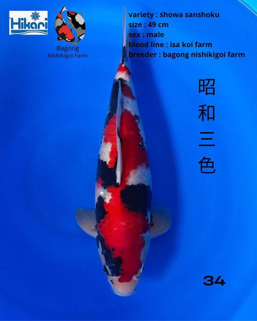 Ikan Koi SHOWA SANSHOKU 49cm, lelang koi SHOWA SANSHOKU 49cm, jual koi SHOWA SANSHOKU 49cm, beli koi SHOWA SANSHOKU 49cm, Lelang Koi Online, Jual Beli Ikan Koi, Pusat Jual Beli Koi, Info Lelang Koi Hari Ini, Platform Jual Beli Koi, Jual Beli Ikan Koi Online, Marketplace Ikan Koi, Jual Koi Terbaik, Tempat Beli Koi Berkualitas, Pasar Ikan Koi Online Terpercaya, Penjual Ikan Koi Terpercaya, Beli Koi Hias Online, Ikan Koi untuk Dijual, Koi Kualitas Terbaik, Toko Online Ikan Koi, Koi Hias Untuk Dijual, Jual Beli Ikan Koi Lokal, Koi Indonesia Online, Pusat Jual Beli Koi Terbesar