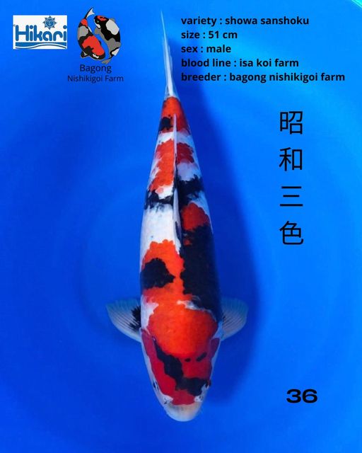 Ikan Koi SHOWA SANSHOKU 51cm, lelang koi SHOWA SANSHOKU 51cm, jual koi SHOWA SANSHOKU 51cm, beli koi SHOWA SANSHOKU 51cm, Lelang Koi Online, Jual Beli Ikan Koi, Pusat Jual Beli Koi, Info Lelang Koi Hari Ini, Platform Jual Beli Koi, Jual Beli Ikan Koi Online, Marketplace Ikan Koi, Jual Koi Terbaik, Tempat Beli Koi Berkualitas, Pasar Ikan Koi Online Terpercaya, Penjual Ikan Koi Terpercaya, Beli Koi Hias Online, Ikan Koi untuk Dijual, Koi Kualitas Terbaik, Toko Online Ikan Koi, Koi Hias Untuk Dijual, Jual Beli Ikan Koi Lokal, Koi Indonesia Online, Pusat Jual Beli Koi Terbesar