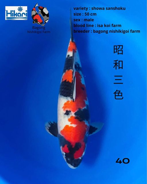 Ikan Koi SHOWA SANSHOKU 50cm, lelang koi SHOWA SANSHOKU 50cm, jual koi SHOWA SANSHOKU 50cm, beli koi SHOWA SANSHOKU 50cm, Lelang Koi Online, Jual Beli Ikan Koi, Pusat Jual Beli Koi, Info Lelang Koi Hari Ini, Platform Jual Beli Koi, Jual Beli Ikan Koi Online, Marketplace Ikan Koi, Jual Koi Terbaik, Tempat Beli Koi Berkualitas, Pasar Ikan Koi Online Terpercaya, Penjual Ikan Koi Terpercaya, Beli Koi Hias Online, Ikan Koi untuk Dijual, Koi Kualitas Terbaik, Toko Online Ikan Koi, Koi Hias Untuk Dijual, Jual Beli Ikan Koi Lokal, Koi Indonesia Online, Pusat Jual Beli Koi Terbesar