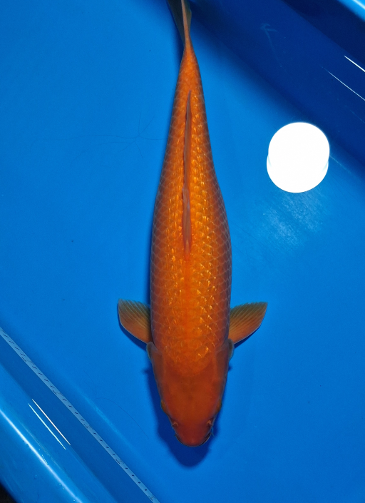 Ikan Koi RED KARASI 55cm, lelang koi RED KARASI 55cm, jual koi RED KARASI 55cm, beli koi RED KARASI 55cm, Lelang Koi Online, Jual Beli Ikan Koi, Pusat Jual Beli Koi, Info Lelang Koi Hari Ini, Platform Jual Beli Koi, Jual Beli Ikan Koi Online, Marketplace Ikan Koi, Jual Koi Terbaik, Tempat Beli Koi Berkualitas, Pasar Ikan Koi Online Terpercaya, Penjual Ikan Koi Terpercaya, Beli Koi Hias Online, Ikan Koi untuk Dijual, Koi Kualitas Terbaik, Toko Online Ikan Koi, Koi Hias Untuk Dijual, Jual Beli Ikan Koi Lokal, Koi Indonesia Online, Pusat Jual Beli Koi Terbesar