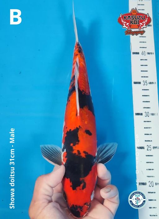Lelang Koi Online, Jual Beli Ikan Koi, Pusat Jual Beli Koi, Info Lelang Koi Hari Ini, Platform Jual Beli Koi, Jual Beli Ikan Koi Online, Marketplace Ikan Koi, Jual Koi Terbaik, Tempat Beli Koi Berkualitas, Pasar Ikan Koi Online Terpercaya, Penjual Ikan Koi Terpercaya, Beli Koi Hias Online, Ikan Koi untuk Dijual, Koi Kualitas Terbaik, Toko Online Ikan Koi, Koi Hias Untuk Dijual, Jual Beli Ikan Koi Lokal, Koi Indonesia Online, Pusat Jual Beli Koi Terbesar
