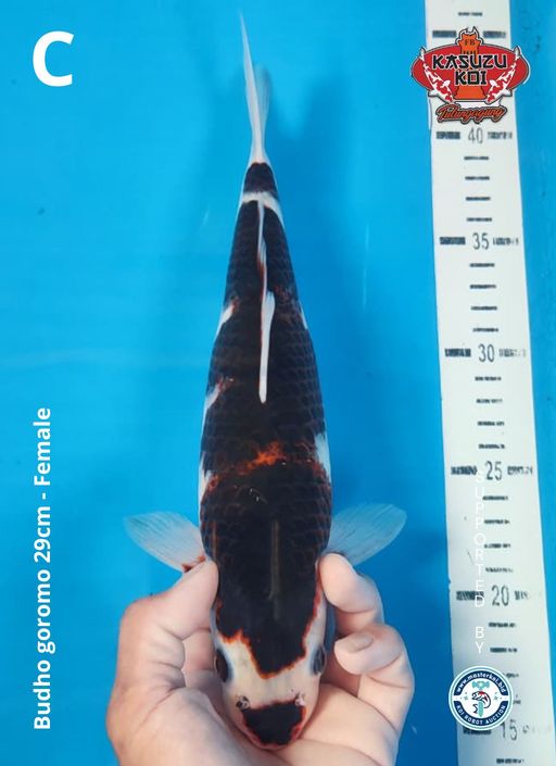 Lelang Koi Online, Jual Beli Ikan Koi, Pusat Jual Beli Koi, Info Lelang Koi Hari Ini, Platform Jual Beli Koi, Jual Beli Ikan Koi Online, Marketplace Ikan Koi, Jual Koi Terbaik, Tempat Beli Koi Berkualitas, Pasar Ikan Koi Online Terpercaya, Penjual Ikan Koi Terpercaya, Beli Koi Hias Online, Ikan Koi untuk Dijual, Koi Kualitas Terbaik, Toko Online Ikan Koi, Koi Hias Untuk Dijual, Jual Beli Ikan Koi Lokal, Koi Indonesia Online, Pusat Jual Beli Koi Terbesar