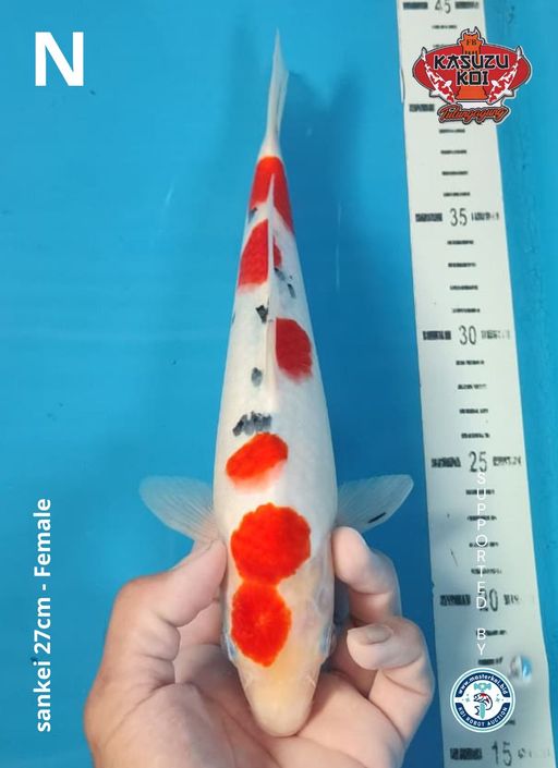 Lelang Koi Online, Jual Beli Ikan Koi, Pusat Jual Beli Koi, Info Lelang Koi Hari Ini, Platform Jual Beli Koi, Jual Beli Ikan Koi Online, Marketplace Ikan Koi, Jual Koi Terbaik, Tempat Beli Koi Berkualitas, Pasar Ikan Koi Online Terpercaya, Penjual Ikan Koi Terpercaya, Beli Koi Hias Online, Ikan Koi untuk Dijual, Koi Kualitas Terbaik, Toko Online Ikan Koi, Koi Hias Untuk Dijual, Jual Beli Ikan Koi Lokal, Koi Indonesia Online, Pusat Jual Beli Koi Terbesar