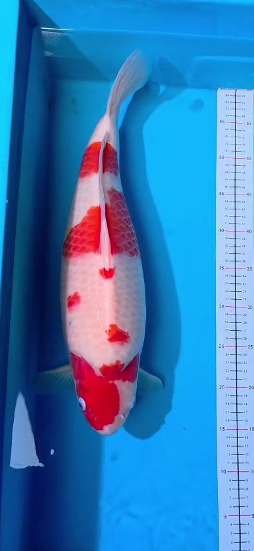 Ikan Koi KOHAKUBULKY BY AKF 50cm, lelang koi KOHAKUBULKY BY AKF 50cm, jual koi KOHAKUBULKY BY AKF 50cm, beli koi KOHAKUBULKY BY AKF 50cm, Lelang Koi Online, Jual Beli Ikan Koi, Pusat Jual Beli Koi, Info Lelang Koi Hari Ini, Platform Jual Beli Koi, Jual Beli Ikan Koi Online, Marketplace Ikan Koi, Jual Koi Terbaik, Tempat Beli Koi Berkualitas, Pasar Ikan Koi Online Terpercaya, Penjual Ikan Koi Terpercaya, Beli Koi Hias Online, Ikan Koi untuk Dijual, Koi Kualitas Terbaik, Toko Online Ikan Koi, Koi Hias Untuk Dijual, Jual Beli Ikan Koi Lokal, Koi Indonesia Online, Pusat Jual Beli Koi Terbesar