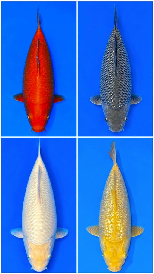 Lelang Koi Online, Jual Beli Ikan Koi, Pusat Jual Beli Koi, Info Lelang Koi Hari Ini, Platform Jual Beli Koi, Jual Beli Ikan Koi Online, Marketplace Ikan Koi, Jual Koi Terbaik, Tempat Beli Koi Berkualitas, Pasar Ikan Koi Online Terpercaya, Penjual Ikan Koi Terpercaya, Beli Koi Hias Online, Ikan Koi untuk Dijual, Koi Kualitas Terbaik, Toko Online Ikan Koi, Koi Hias Untuk Dijual, Jual Beli Ikan Koi Lokal, Koi Indonesia Online, Pusat Jual Beli Koi Terbesar