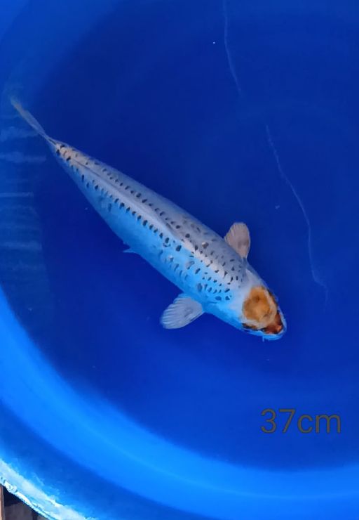 Ikan Koi SQ RARE ANTIKAN QUALITY TANCO KIKO IKAN TOP GAS BOSKU 37cm, lelang koi SQ RARE ANTIKAN QUALITY TANCO KIKO IKAN TOP GAS BOSKU 37cm, jual koi SQ RARE ANTIKAN QUALITY TANCO KIKO IKAN TOP GAS BOSKU 37cm, beli koi SQ RARE ANTIKAN QUALITY TANCO KIKO IKAN TOP GAS BOSKU 37cm, Lelang Koi Online, Jual Beli Ikan Koi, Pusat Jual Beli Koi, Info Lelang Koi Hari Ini, Platform Jual Beli Koi, Jual Beli Ikan Koi Online, Marketplace Ikan Koi, Jual Koi Terbaik, Tempat Beli Koi Berkualitas, Pasar Ikan Koi Online Terpercaya, Penjual Ikan Koi Terpercaya, Beli Koi Hias Online, Ikan Koi untuk Dijual, Koi Kualitas Terbaik, Toko Online Ikan Koi, Koi Hias Untuk Dijual, Jual Beli Ikan Koi Lokal, Koi Indonesia Online, Pusat Jual Beli Koi Terbesar
