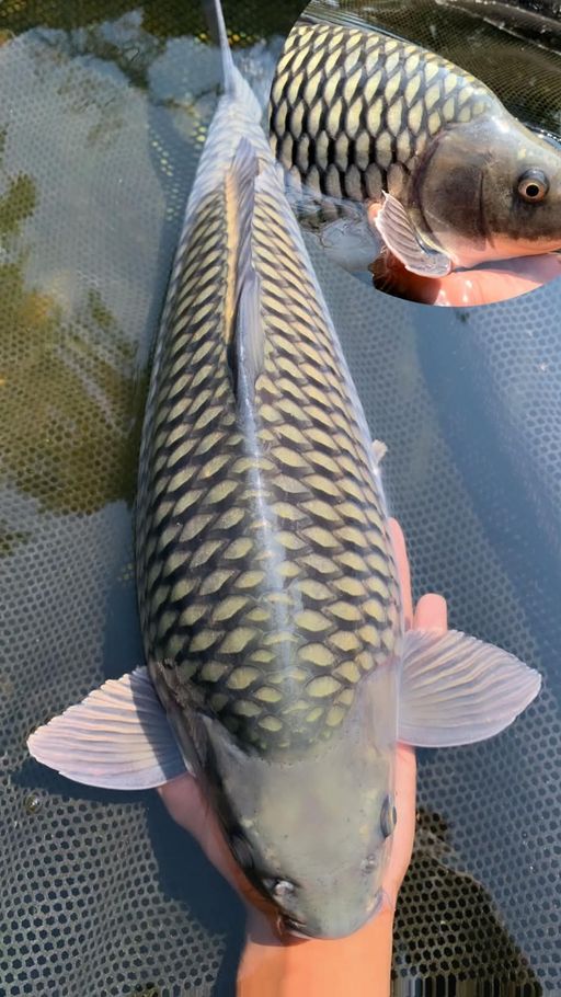 Ikan Koi SORAGOI BLUE KKF SUPERBULKY QUALITY IKAN CALON JUMBO PANGKAL EKOR GEDE GENETIK JUMBO 50cm, lelang koi SORAGOI BLUE KKF SUPERBULKY QUALITY IKAN CALON JUMBO PANGKAL EKOR GEDE GENETIK JUMBO 50cm, jual koi SORAGOI BLUE KKF SUPERBULKY QUALITY IKAN CALON JUMBO PANGKAL EKOR GEDE GENETIK JUMBO 50cm, beli koi SORAGOI BLUE KKF SUPERBULKY QUALITY IKAN CALON JUMBO PANGKAL EKOR GEDE GENETIK JUMBO 50cm, Lelang Koi Online, Jual Beli Ikan Koi, Pusat Jual Beli Koi, Info Lelang Koi Hari Ini, Platform Jual Beli Koi, Jual Beli Ikan Koi Online, Marketplace Ikan Koi, Jual Koi Terbaik, Tempat Beli Koi Berkualitas, Pasar Ikan Koi Online Terpercaya, Penjual Ikan Koi Terpercaya, Beli Koi Hias Online, Ikan Koi untuk Dijual, Koi Kualitas Terbaik, Toko Online Ikan Koi, Koi Hias Untuk Dijual, Jual Beli Ikan Koi Lokal, Koi Indonesia Online, Pusat Jual Beli Koi Terbesar