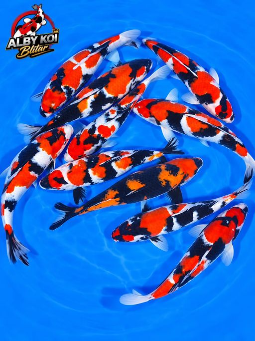 Ikan Koi PAKET 10 EKOR JUMBOAN SHOWA 35 SD 40cm, lelang koi PAKET 10 EKOR JUMBOAN SHOWA 35 SD 40cm, jual koi PAKET 10 EKOR JUMBOAN SHOWA 35 SD 40cm, beli koi PAKET 10 EKOR JUMBOAN SHOWA 35 SD 40cm, Lelang Koi Online, Jual Beli Ikan Koi, Pusat Jual Beli Koi, Info Lelang Koi Hari Ini, Platform Jual Beli Koi, Jual Beli Ikan Koi Online, Marketplace Ikan Koi, Jual Koi Terbaik, Tempat Beli Koi Berkualitas, Pasar Ikan Koi Online Terpercaya, Penjual Ikan Koi Terpercaya, Beli Koi Hias Online, Ikan Koi untuk Dijual, Koi Kualitas Terbaik, Toko Online Ikan Koi, Koi Hias Untuk Dijual, Jual Beli Ikan Koi Lokal, Koi Indonesia Online, Pusat Jual Beli Koi Terbesar