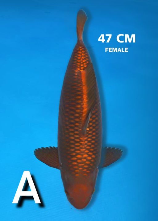 Ikan Koi CHAGOI 47cm, lelang koi CHAGOI 47cm, jual koi CHAGOI 47cm, beli koi CHAGOI 47cm, Lelang Koi Online, Jual Beli Ikan Koi, Pusat Jual Beli Koi, Info Lelang Koi Hari Ini, Platform Jual Beli Koi, Jual Beli Ikan Koi Online, Marketplace Ikan Koi, Jual Koi Terbaik, Tempat Beli Koi Berkualitas, Pasar Ikan Koi Online Terpercaya, Penjual Ikan Koi Terpercaya, Beli Koi Hias Online, Ikan Koi untuk Dijual, Koi Kualitas Terbaik, Toko Online Ikan Koi, Koi Hias Untuk Dijual, Jual Beli Ikan Koi Lokal, Koi Indonesia Online, Pusat Jual Beli Koi Terbesar