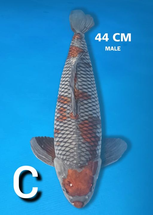 Lelang Koi Online, Jual Beli Ikan Koi, Pusat Jual Beli Koi, Info Lelang Koi Hari Ini, Platform Jual Beli Koi, Jual Beli Ikan Koi Online, Marketplace Ikan Koi, Jual Koi Terbaik, Tempat Beli Koi Berkualitas, Pasar Ikan Koi Online Terpercaya, Penjual Ikan Koi Terpercaya, Beli Koi Hias Online, Ikan Koi untuk Dijual, Koi Kualitas Terbaik, Toko Online Ikan Koi, Koi Hias Untuk Dijual, Jual Beli Ikan Koi Lokal, Koi Indonesia Online, Pusat Jual Beli Koi Terbesar