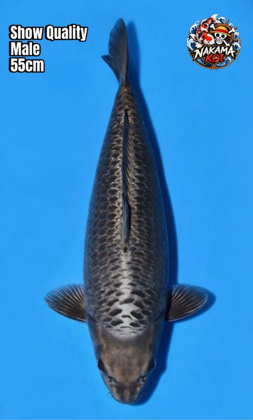 Ikan Koi MUKASHI SILVER KHUSNUL KOI FARM SHOW QUALITY 55cm, lelang koi MUKASHI SILVER KHUSNUL KOI FARM SHOW QUALITY 55cm, jual koi MUKASHI SILVER KHUSNUL KOI FARM SHOW QUALITY 55cm, beli koi MUKASHI SILVER KHUSNUL KOI FARM SHOW QUALITY 55cm, Lelang Koi Online, Jual Beli Ikan Koi, Pusat Jual Beli Koi, Info Lelang Koi Hari Ini, Platform Jual Beli Koi, Jual Beli Ikan Koi Online, Marketplace Ikan Koi, Jual Koi Terbaik, Tempat Beli Koi Berkualitas, Pasar Ikan Koi Online Terpercaya, Penjual Ikan Koi Terpercaya, Beli Koi Hias Online, Ikan Koi untuk Dijual, Koi Kualitas Terbaik, Toko Online Ikan Koi, Koi Hias Untuk Dijual, Jual Beli Ikan Koi Lokal, Koi Indonesia Online, Pusat Jual Beli Koi Terbesar