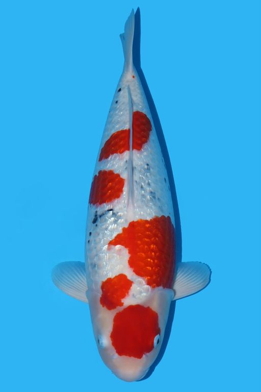 Ikan Koi sanke ginrin matsue koi farm 66cm, lelang koi sanke ginrin matsue koi farm 66cm, jual koi sanke ginrin matsue koi farm 66cm, beli koi sanke ginrin matsue koi farm 66cm, Lelang Koi Online, Jual Beli Ikan Koi, Pusat Jual Beli Koi, Info Lelang Koi Hari Ini, Platform Jual Beli Koi, Jual Beli Ikan Koi Online, Marketplace Ikan Koi, Jual Koi Terbaik, Tempat Beli Koi Berkualitas, Pasar Ikan Koi Online Terpercaya, Penjual Ikan Koi Terpercaya, Beli Koi Hias Online, Ikan Koi untuk Dijual, Koi Kualitas Terbaik, Toko Online Ikan Koi, Koi Hias Untuk Dijual, Jual Beli Ikan Koi Lokal, Koi Indonesia Online, Pusat Jual Beli Koi Terbesar
