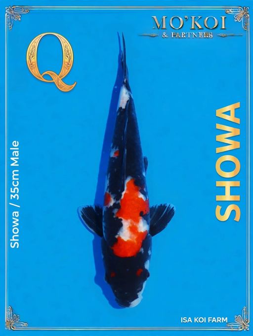 Lelang Koi Online, Jual Beli Ikan Koi, Pusat Jual Beli Koi, Info Lelang Koi Hari Ini, Platform Jual Beli Koi, Jual Beli Ikan Koi Online, Marketplace Ikan Koi, Jual Koi Terbaik, Tempat Beli Koi Berkualitas, Pasar Ikan Koi Online Terpercaya, Penjual Ikan Koi Terpercaya, Beli Koi Hias Online, Ikan Koi untuk Dijual, Koi Kualitas Terbaik, Toko Online Ikan Koi, Koi Hias Untuk Dijual, Jual Beli Ikan Koi Lokal, Koi Indonesia Online, Pusat Jual Beli Koi Terbesar
