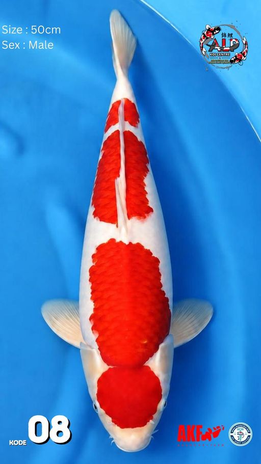 Lelang Koi Online, Jual Beli Ikan Koi, Pusat Jual Beli Koi, Info Lelang Koi Hari Ini, Platform Jual Beli Koi, Jual Beli Ikan Koi Online, Marketplace Ikan Koi, Jual Koi Terbaik, Tempat Beli Koi Berkualitas, Pasar Ikan Koi Online Terpercaya, Penjual Ikan Koi Terpercaya, Beli Koi Hias Online, Ikan Koi untuk Dijual, Koi Kualitas Terbaik, Toko Online Ikan Koi, Koi Hias Untuk Dijual, Jual Beli Ikan Koi Lokal, Koi Indonesia Online, Pusat Jual Beli Koi Terbesar