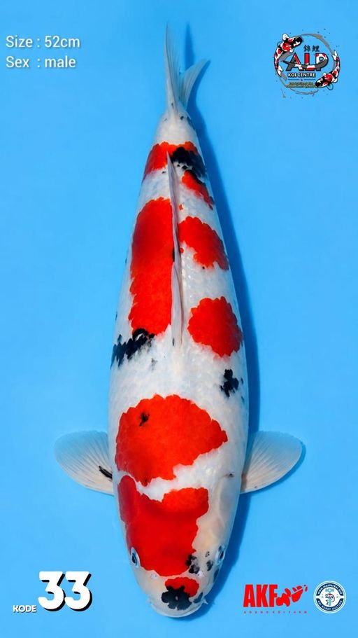 Ikan Koi SHOWA 52cm, lelang koi SHOWA 52cm, jual koi SHOWA 52cm, beli koi SHOWA 52cm, Lelang Koi Online, Jual Beli Ikan Koi, Pusat Jual Beli Koi, Info Lelang Koi Hari Ini, Platform Jual Beli Koi, Jual Beli Ikan Koi Online, Marketplace Ikan Koi, Jual Koi Terbaik, Tempat Beli Koi Berkualitas, Pasar Ikan Koi Online Terpercaya, Penjual Ikan Koi Terpercaya, Beli Koi Hias Online, Ikan Koi untuk Dijual, Koi Kualitas Terbaik, Toko Online Ikan Koi, Koi Hias Untuk Dijual, Jual Beli Ikan Koi Lokal, Koi Indonesia Online, Pusat Jual Beli Koi Terbesar