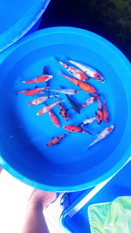 Lelang Koi Online, Jual Beli Ikan Koi, Pusat Jual Beli Koi, Info Lelang Koi Hari Ini, Platform Jual Beli Koi, Jual Beli Ikan Koi Online, Marketplace Ikan Koi, Jual Koi Terbaik, Tempat Beli Koi Berkualitas, Pasar Ikan Koi Online Terpercaya, Penjual Ikan Koi Terpercaya, Beli Koi Hias Online, Ikan Koi untuk Dijual, Koi Kualitas Terbaik, Toko Online Ikan Koi, Koi Hias Untuk Dijual, Jual Beli Ikan Koi Lokal, Koi Indonesia Online, Pusat Jual Beli Koi Terbesar
