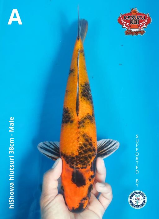 Lelang Koi Online, Jual Beli Ikan Koi, Pusat Jual Beli Koi, Info Lelang Koi Hari Ini, Platform Jual Beli Koi, Jual Beli Ikan Koi Online, Marketplace Ikan Koi, Jual Koi Terbaik, Tempat Beli Koi Berkualitas, Pasar Ikan Koi Online Terpercaya, Penjual Ikan Koi Terpercaya, Beli Koi Hias Online, Ikan Koi untuk Dijual, Koi Kualitas Terbaik, Toko Online Ikan Koi, Koi Hias Untuk Dijual, Jual Beli Ikan Koi Lokal, Koi Indonesia Online, Pusat Jual Beli Koi Terbesar