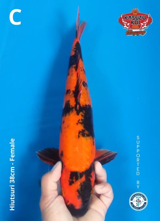 Lelang Koi Online, Jual Beli Ikan Koi, Pusat Jual Beli Koi, Info Lelang Koi Hari Ini, Platform Jual Beli Koi, Jual Beli Ikan Koi Online, Marketplace Ikan Koi, Jual Koi Terbaik, Tempat Beli Koi Berkualitas, Pasar Ikan Koi Online Terpercaya, Penjual Ikan Koi Terpercaya, Beli Koi Hias Online, Ikan Koi untuk Dijual, Koi Kualitas Terbaik, Toko Online Ikan Koi, Koi Hias Untuk Dijual, Jual Beli Ikan Koi Lokal, Koi Indonesia Online, Pusat Jual Beli Koi Terbesar