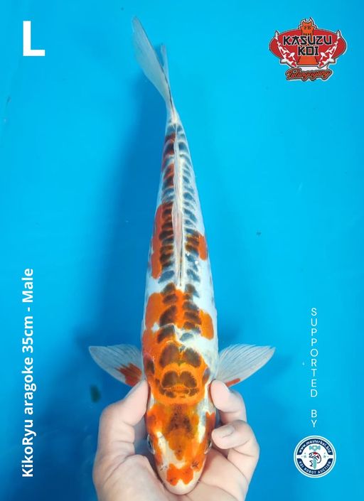 Lelang Koi Online, Jual Beli Ikan Koi, Pusat Jual Beli Koi, Info Lelang Koi Hari Ini, Platform Jual Beli Koi, Jual Beli Ikan Koi Online, Marketplace Ikan Koi, Jual Koi Terbaik, Tempat Beli Koi Berkualitas, Pasar Ikan Koi Online Terpercaya, Penjual Ikan Koi Terpercaya, Beli Koi Hias Online, Ikan Koi untuk Dijual, Koi Kualitas Terbaik, Toko Online Ikan Koi, Koi Hias Untuk Dijual, Jual Beli Ikan Koi Lokal, Koi Indonesia Online, Pusat Jual Beli Koi Terbesar
