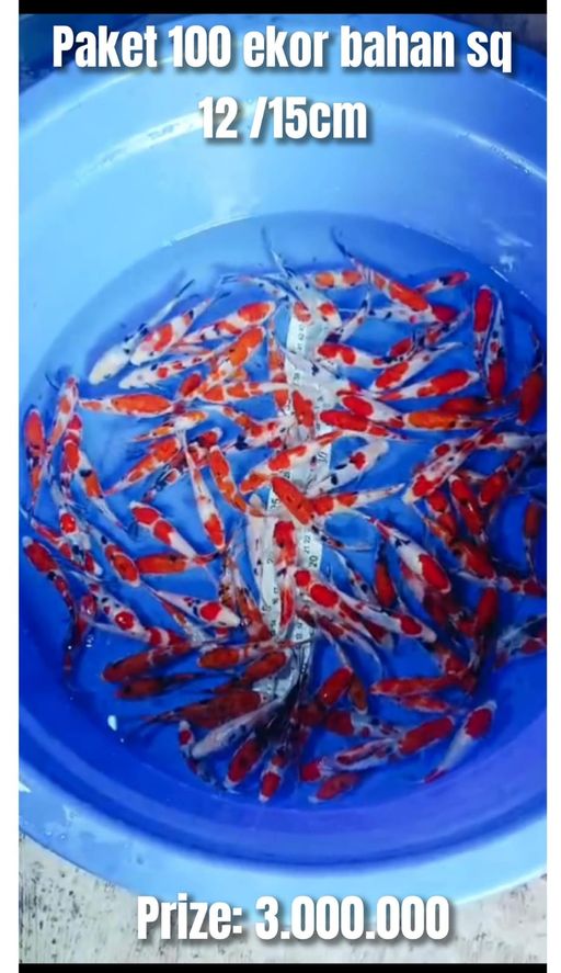 Lelang Koi Online, Jual Beli Ikan Koi, Pusat Jual Beli Koi, Info Lelang Koi Hari Ini, Platform Jual Beli Koi, Jual Beli Ikan Koi Online, Marketplace Ikan Koi, Jual Koi Terbaik, Tempat Beli Koi Berkualitas, Pasar Ikan Koi Online Terpercaya, Penjual Ikan Koi Terpercaya, Beli Koi Hias Online, Ikan Koi untuk Dijual, Koi Kualitas Terbaik, Toko Online Ikan Koi, Koi Hias Untuk Dijual, Jual Beli Ikan Koi Lokal, Koi Indonesia Online, Pusat Jual Beli Koi Terbesar