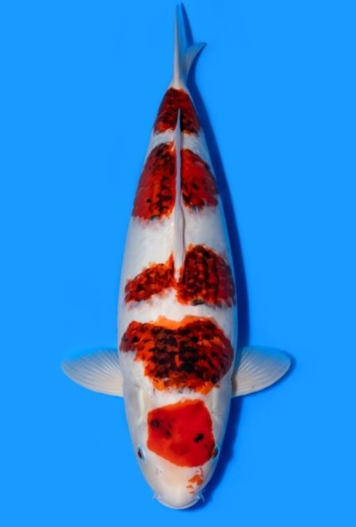 Lelang Koi Online, Jual Beli Ikan Koi, Pusat Jual Beli Koi, Info Lelang Koi Hari Ini, Platform Jual Beli Koi, Jual Beli Ikan Koi Online, Marketplace Ikan Koi, Jual Koi Terbaik, Tempat Beli Koi Berkualitas, Pasar Ikan Koi Online Terpercaya, Penjual Ikan Koi Terpercaya, Beli Koi Hias Online, Ikan Koi untuk Dijual, Koi Kualitas Terbaik, Toko Online Ikan Koi, Koi Hias Untuk Dijual, Jual Beli Ikan Koi Lokal, Koi Indonesia Online, Pusat Jual Beli Koi Terbesar