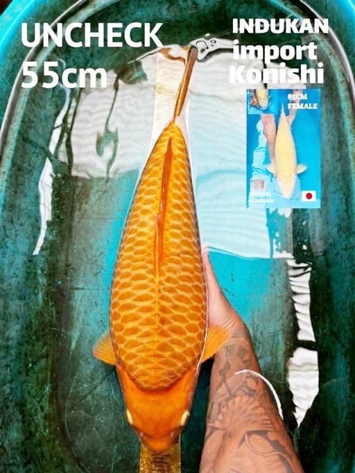 Lelang Koi Online, Jual Beli Ikan Koi, Pusat Jual Beli Koi, Info Lelang Koi Hari Ini, Platform Jual Beli Koi, Jual Beli Ikan Koi Online, Marketplace Ikan Koi, Jual Koi Terbaik, Tempat Beli Koi Berkualitas, Pasar Ikan Koi Online Terpercaya, Penjual Ikan Koi Terpercaya, Beli Koi Hias Online, Ikan Koi untuk Dijual, Koi Kualitas Terbaik, Toko Online Ikan Koi, Koi Hias Untuk Dijual, Jual Beli Ikan Koi Lokal, Koi Indonesia Online, Pusat Jual Beli Koi Terbesar