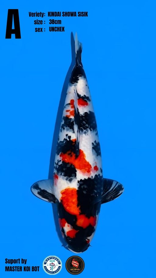 Lelang Koi Online, Jual Beli Ikan Koi, Pusat Jual Beli Koi, Info Lelang Koi Hari Ini, Platform Jual Beli Koi, Jual Beli Ikan Koi Online, Marketplace Ikan Koi, Jual Koi Terbaik, Tempat Beli Koi Berkualitas, Pasar Ikan Koi Online Terpercaya, Penjual Ikan Koi Terpercaya, Beli Koi Hias Online, Ikan Koi untuk Dijual, Koi Kualitas Terbaik, Toko Online Ikan Koi, Koi Hias Untuk Dijual, Jual Beli Ikan Koi Lokal, Koi Indonesia Online, Pusat Jual Beli Koi Terbesar