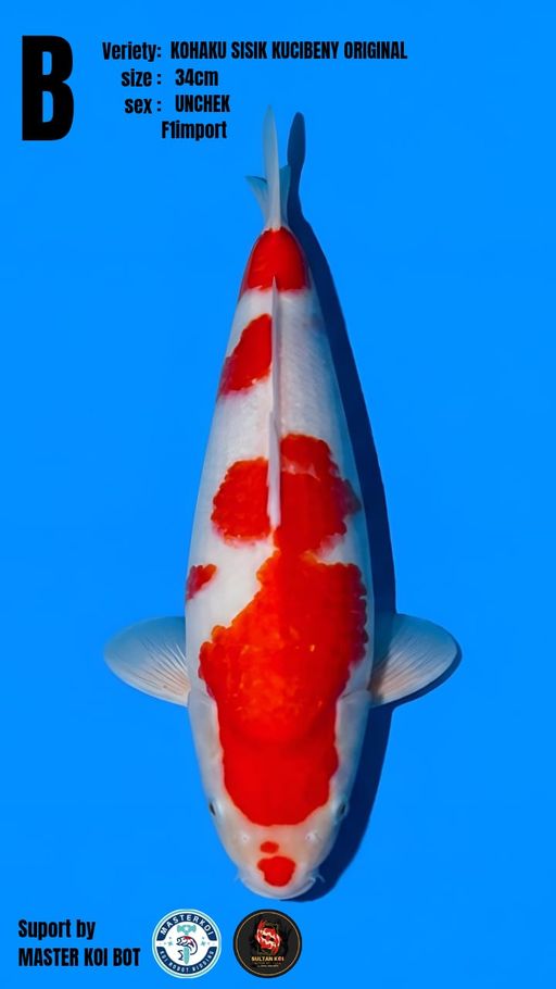 Lelang Koi Online, Jual Beli Ikan Koi, Pusat Jual Beli Koi, Info Lelang Koi Hari Ini, Platform Jual Beli Koi, Jual Beli Ikan Koi Online, Marketplace Ikan Koi, Jual Koi Terbaik, Tempat Beli Koi Berkualitas, Pasar Ikan Koi Online Terpercaya, Penjual Ikan Koi Terpercaya, Beli Koi Hias Online, Ikan Koi untuk Dijual, Koi Kualitas Terbaik, Toko Online Ikan Koi, Koi Hias Untuk Dijual, Jual Beli Ikan Koi Lokal, Koi Indonesia Online, Pusat Jual Beli Koi Terbesar