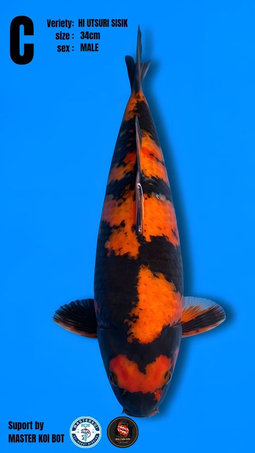 Lelang Koi Online, Jual Beli Ikan Koi, Pusat Jual Beli Koi, Info Lelang Koi Hari Ini, Platform Jual Beli Koi, Jual Beli Ikan Koi Online, Marketplace Ikan Koi, Jual Koi Terbaik, Tempat Beli Koi Berkualitas, Pasar Ikan Koi Online Terpercaya, Penjual Ikan Koi Terpercaya, Beli Koi Hias Online, Ikan Koi untuk Dijual, Koi Kualitas Terbaik, Toko Online Ikan Koi, Koi Hias Untuk Dijual, Jual Beli Ikan Koi Lokal, Koi Indonesia Online, Pusat Jual Beli Koi Terbesar