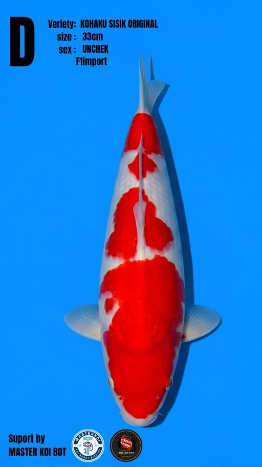 Lelang Koi Online, Jual Beli Ikan Koi, Pusat Jual Beli Koi, Info Lelang Koi Hari Ini, Platform Jual Beli Koi, Jual Beli Ikan Koi Online, Marketplace Ikan Koi, Jual Koi Terbaik, Tempat Beli Koi Berkualitas, Pasar Ikan Koi Online Terpercaya, Penjual Ikan Koi Terpercaya, Beli Koi Hias Online, Ikan Koi untuk Dijual, Koi Kualitas Terbaik, Toko Online Ikan Koi, Koi Hias Untuk Dijual, Jual Beli Ikan Koi Lokal, Koi Indonesia Online, Pusat Jual Beli Koi Terbesar