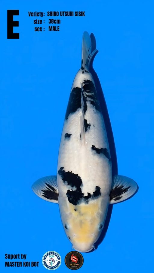 Lelang Koi Online, Jual Beli Ikan Koi, Pusat Jual Beli Koi, Info Lelang Koi Hari Ini, Platform Jual Beli Koi, Jual Beli Ikan Koi Online, Marketplace Ikan Koi, Jual Koi Terbaik, Tempat Beli Koi Berkualitas, Pasar Ikan Koi Online Terpercaya, Penjual Ikan Koi Terpercaya, Beli Koi Hias Online, Ikan Koi untuk Dijual, Koi Kualitas Terbaik, Toko Online Ikan Koi, Koi Hias Untuk Dijual, Jual Beli Ikan Koi Lokal, Koi Indonesia Online, Pusat Jual Beli Koi Terbesar