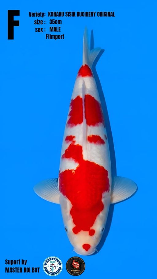 Lelang Koi Online, Jual Beli Ikan Koi, Pusat Jual Beli Koi, Info Lelang Koi Hari Ini, Platform Jual Beli Koi, Jual Beli Ikan Koi Online, Marketplace Ikan Koi, Jual Koi Terbaik, Tempat Beli Koi Berkualitas, Pasar Ikan Koi Online Terpercaya, Penjual Ikan Koi Terpercaya, Beli Koi Hias Online, Ikan Koi untuk Dijual, Koi Kualitas Terbaik, Toko Online Ikan Koi, Koi Hias Untuk Dijual, Jual Beli Ikan Koi Lokal, Koi Indonesia Online, Pusat Jual Beli Koi Terbesar