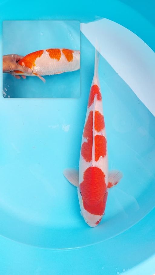Lelang Koi Online, Jual Beli Ikan Koi, Pusat Jual Beli Koi, Info Lelang Koi Hari Ini, Platform Jual Beli Koi, Jual Beli Ikan Koi Online, Marketplace Ikan Koi, Jual Koi Terbaik, Tempat Beli Koi Berkualitas, Pasar Ikan Koi Online Terpercaya, Penjual Ikan Koi Terpercaya, Beli Koi Hias Online, Ikan Koi untuk Dijual, Koi Kualitas Terbaik, Toko Online Ikan Koi, Koi Hias Untuk Dijual, Jual Beli Ikan Koi Lokal, Koi Indonesia Online, Pusat Jual Beli Koi Terbesar