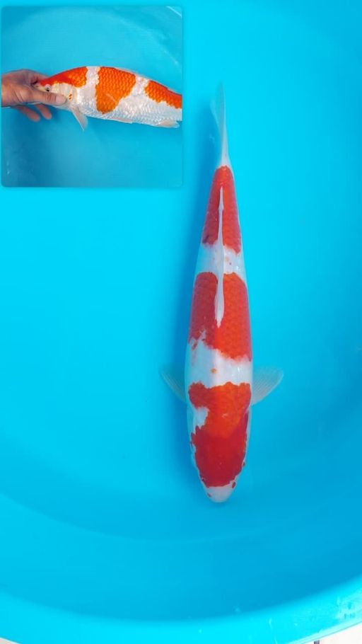 Lelang Koi Online, Jual Beli Ikan Koi, Pusat Jual Beli Koi, Info Lelang Koi Hari Ini, Platform Jual Beli Koi, Jual Beli Ikan Koi Online, Marketplace Ikan Koi, Jual Koi Terbaik, Tempat Beli Koi Berkualitas, Pasar Ikan Koi Online Terpercaya, Penjual Ikan Koi Terpercaya, Beli Koi Hias Online, Ikan Koi untuk Dijual, Koi Kualitas Terbaik, Toko Online Ikan Koi, Koi Hias Untuk Dijual, Jual Beli Ikan Koi Lokal, Koi Indonesia Online, Pusat Jual Beli Koi Terbesar