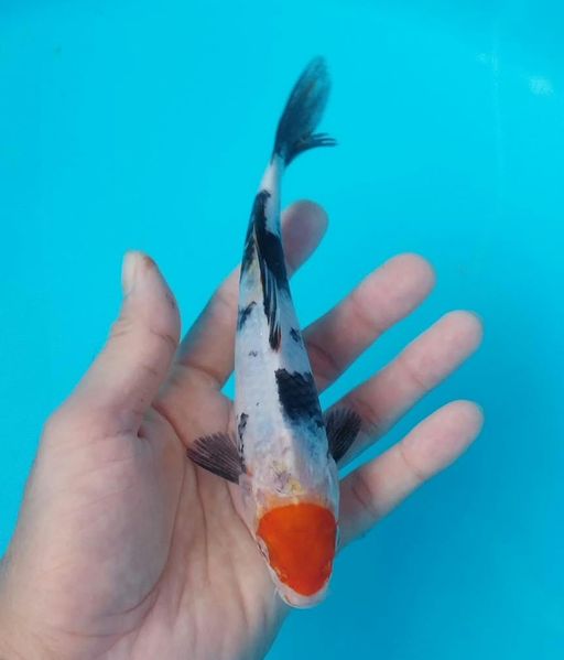 Lelang Koi Online, Jual Beli Ikan Koi, Pusat Jual Beli Koi, Info Lelang Koi Hari Ini, Platform Jual Beli Koi, Jual Beli Ikan Koi Online, Marketplace Ikan Koi, Jual Koi Terbaik, Tempat Beli Koi Berkualitas, Pasar Ikan Koi Online Terpercaya, Penjual Ikan Koi Terpercaya, Beli Koi Hias Online, Ikan Koi untuk Dijual, Koi Kualitas Terbaik, Toko Online Ikan Koi, Koi Hias Untuk Dijual, Jual Beli Ikan Koi Lokal, Koi Indonesia Online, Pusat Jual Beli Koi Terbesar