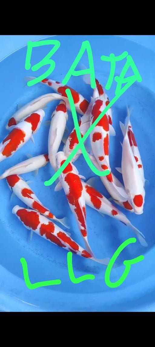 Lelang Koi Online, Jual Beli Ikan Koi, Pusat Jual Beli Koi, Info Lelang Koi Hari Ini, Platform Jual Beli Koi, Jual Beli Ikan Koi Online, Marketplace Ikan Koi, Jual Koi Terbaik, Tempat Beli Koi Berkualitas, Pasar Ikan Koi Online Terpercaya, Penjual Ikan Koi Terpercaya, Beli Koi Hias Online, Ikan Koi untuk Dijual, Koi Kualitas Terbaik, Toko Online Ikan Koi, Koi Hias Untuk Dijual, Jual Beli Ikan Koi Lokal, Koi Indonesia Online, Pusat Jual Beli Koi Terbesar