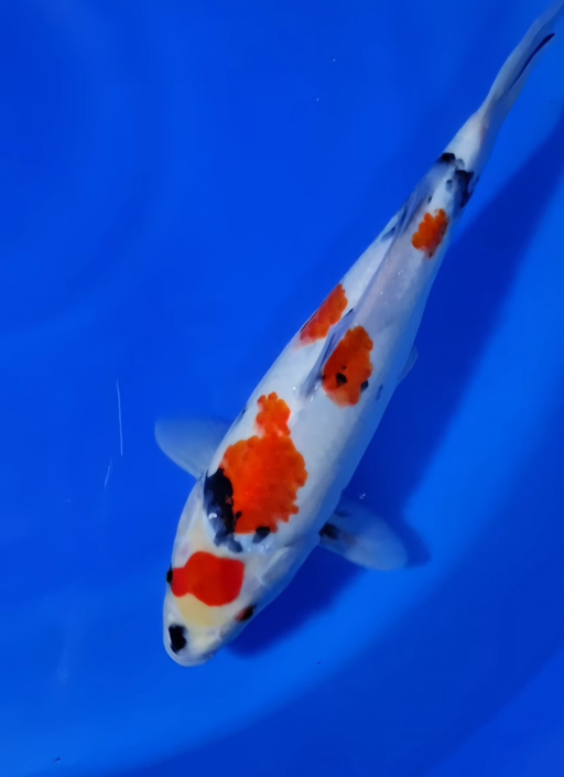 Ikan Koi KINDAY SHOWA 33cm, lelang koi KINDAY SHOWA 33cm, jual koi KINDAY SHOWA 33cm, beli koi KINDAY SHOWA 33cm, Lelang Koi Online, Jual Beli Ikan Koi, Pusat Jual Beli Koi, Info Lelang Koi Hari Ini, Platform Jual Beli Koi, Jual Beli Ikan Koi Online, Marketplace Ikan Koi, Jual Koi Terbaik, Tempat Beli Koi Berkualitas, Pasar Ikan Koi Online Terpercaya, Penjual Ikan Koi Terpercaya, Beli Koi Hias Online, Ikan Koi untuk Dijual, Koi Kualitas Terbaik, Toko Online Ikan Koi, Koi Hias Untuk Dijual, Jual Beli Ikan Koi Lokal, Koi Indonesia Online, Pusat Jual Beli Koi Terbesar