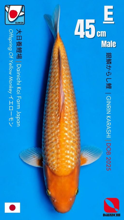 Lelang Koi Online, Jual Beli Ikan Koi, Pusat Jual Beli Koi, Info Lelang Koi Hari Ini, Platform Jual Beli Koi, Jual Beli Ikan Koi Online, Marketplace Ikan Koi, Jual Koi Terbaik, Tempat Beli Koi Berkualitas, Pasar Ikan Koi Online Terpercaya, Penjual Ikan Koi Terpercaya, Beli Koi Hias Online, Ikan Koi untuk Dijual, Koi Kualitas Terbaik, Toko Online Ikan Koi, Koi Hias Untuk Dijual, Jual Beli Ikan Koi Lokal, Koi Indonesia Online, Pusat Jual Beli Koi Terbesar