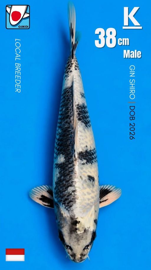 Lelang Koi Online, Jual Beli Ikan Koi, Pusat Jual Beli Koi, Info Lelang Koi Hari Ini, Platform Jual Beli Koi, Jual Beli Ikan Koi Online, Marketplace Ikan Koi, Jual Koi Terbaik, Tempat Beli Koi Berkualitas, Pasar Ikan Koi Online Terpercaya, Penjual Ikan Koi Terpercaya, Beli Koi Hias Online, Ikan Koi untuk Dijual, Koi Kualitas Terbaik, Toko Online Ikan Koi, Koi Hias Untuk Dijual, Jual Beli Ikan Koi Lokal, Koi Indonesia Online, Pusat Jual Beli Koi Terbesar
