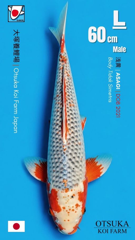 Lelang Koi Online, Jual Beli Ikan Koi, Pusat Jual Beli Koi, Info Lelang Koi Hari Ini, Platform Jual Beli Koi, Jual Beli Ikan Koi Online, Marketplace Ikan Koi, Jual Koi Terbaik, Tempat Beli Koi Berkualitas, Pasar Ikan Koi Online Terpercaya, Penjual Ikan Koi Terpercaya, Beli Koi Hias Online, Ikan Koi untuk Dijual, Koi Kualitas Terbaik, Toko Online Ikan Koi, Koi Hias Untuk Dijual, Jual Beli Ikan Koi Lokal, Koi Indonesia Online, Pusat Jual Beli Koi Terbesar
