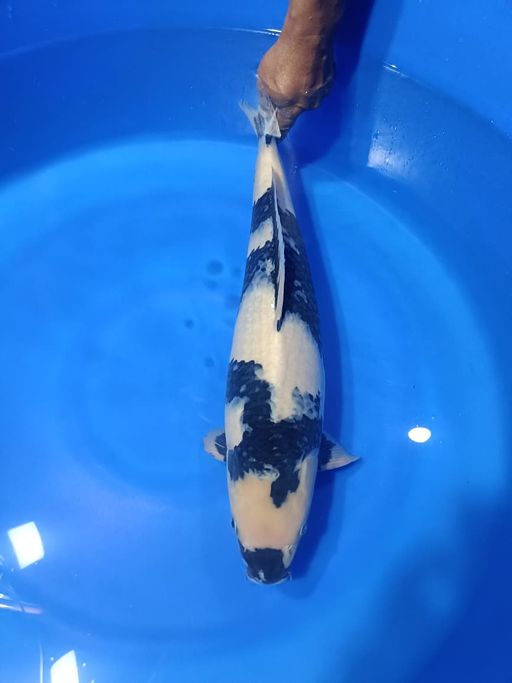 Ikan Koi SHIRO F1 OMOSAKO VERRY GOOD QUALITY 51cm, lelang koi SHIRO F1 OMOSAKO VERRY GOOD QUALITY 51cm, jual koi SHIRO F1 OMOSAKO VERRY GOOD QUALITY 51cm, beli koi SHIRO F1 OMOSAKO VERRY GOOD QUALITY 51cm, Lelang Koi Online, Jual Beli Ikan Koi, Pusat Jual Beli Koi, Info Lelang Koi Hari Ini, Platform Jual Beli Koi, Jual Beli Ikan Koi Online, Marketplace Ikan Koi, Jual Koi Terbaik, Tempat Beli Koi Berkualitas, Pasar Ikan Koi Online Terpercaya, Penjual Ikan Koi Terpercaya, Beli Koi Hias Online, Ikan Koi untuk Dijual, Koi Kualitas Terbaik, Toko Online Ikan Koi, Koi Hias Untuk Dijual, Jual Beli Ikan Koi Lokal, Koi Indonesia Online, Pusat Jual Beli Koi Terbesar