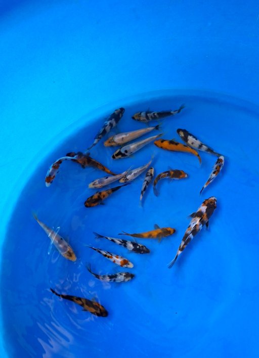 Lelang Koi Online, Jual Beli Ikan Koi, Pusat Jual Beli Koi, Info Lelang Koi Hari Ini, Platform Jual Beli Koi, Jual Beli Ikan Koi Online, Marketplace Ikan Koi, Jual Koi Terbaik, Tempat Beli Koi Berkualitas, Pasar Ikan Koi Online Terpercaya, Penjual Ikan Koi Terpercaya, Beli Koi Hias Online, Ikan Koi untuk Dijual, Koi Kualitas Terbaik, Toko Online Ikan Koi, Koi Hias Untuk Dijual, Jual Beli Ikan Koi Lokal, Koi Indonesia Online, Pusat Jual Beli Koi Terbesar