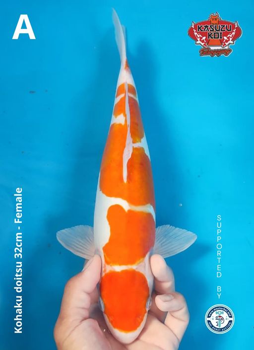 Lelang Koi Online, Jual Beli Ikan Koi, Pusat Jual Beli Koi, Info Lelang Koi Hari Ini, Platform Jual Beli Koi, Jual Beli Ikan Koi Online, Marketplace Ikan Koi, Jual Koi Terbaik, Tempat Beli Koi Berkualitas, Pasar Ikan Koi Online Terpercaya, Penjual Ikan Koi Terpercaya, Beli Koi Hias Online, Ikan Koi untuk Dijual, Koi Kualitas Terbaik, Toko Online Ikan Koi, Koi Hias Untuk Dijual, Jual Beli Ikan Koi Lokal, Koi Indonesia Online, Pusat Jual Beli Koi Terbesar