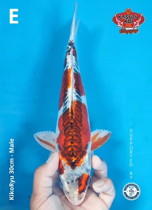 Lelang Koi Online, Jual Beli Ikan Koi, Pusat Jual Beli Koi, Info Lelang Koi Hari Ini, Platform Jual Beli Koi, Jual Beli Ikan Koi Online, Marketplace Ikan Koi, Jual Koi Terbaik, Tempat Beli Koi Berkualitas, Pasar Ikan Koi Online Terpercaya, Penjual Ikan Koi Terpercaya, Beli Koi Hias Online, Ikan Koi untuk Dijual, Koi Kualitas Terbaik, Toko Online Ikan Koi, Koi Hias Untuk Dijual, Jual Beli Ikan Koi Lokal, Koi Indonesia Online, Pusat Jual Beli Koi Terbesar