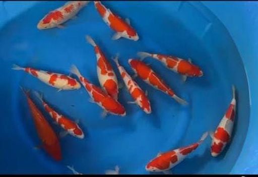 Lelang Koi Online, Jual Beli Ikan Koi, Pusat Jual Beli Koi, Info Lelang Koi Hari Ini, Platform Jual Beli Koi, Jual Beli Ikan Koi Online, Marketplace Ikan Koi, Jual Koi Terbaik, Tempat Beli Koi Berkualitas, Pasar Ikan Koi Online Terpercaya, Penjual Ikan Koi Terpercaya, Beli Koi Hias Online, Ikan Koi untuk Dijual, Koi Kualitas Terbaik, Toko Online Ikan Koi, Koi Hias Untuk Dijual, Jual Beli Ikan Koi Lokal, Koi Indonesia Online, Pusat Jual Beli Koi Terbesar