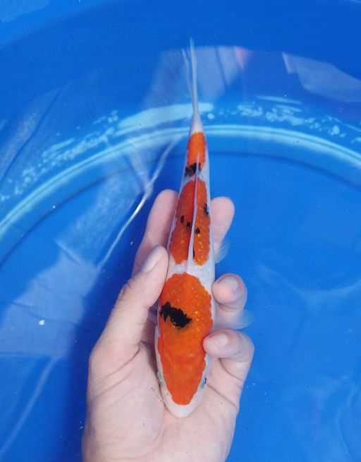 Lelang Koi Online, Jual Beli Ikan Koi, Pusat Jual Beli Koi, Info Lelang Koi Hari Ini, Platform Jual Beli Koi, Jual Beli Ikan Koi Online, Marketplace Ikan Koi, Jual Koi Terbaik, Tempat Beli Koi Berkualitas, Pasar Ikan Koi Online Terpercaya, Penjual Ikan Koi Terpercaya, Beli Koi Hias Online, Ikan Koi untuk Dijual, Koi Kualitas Terbaik, Toko Online Ikan Koi, Koi Hias Untuk Dijual, Jual Beli Ikan Koi Lokal, Koi Indonesia Online, Pusat Jual Beli Koi Terbesar