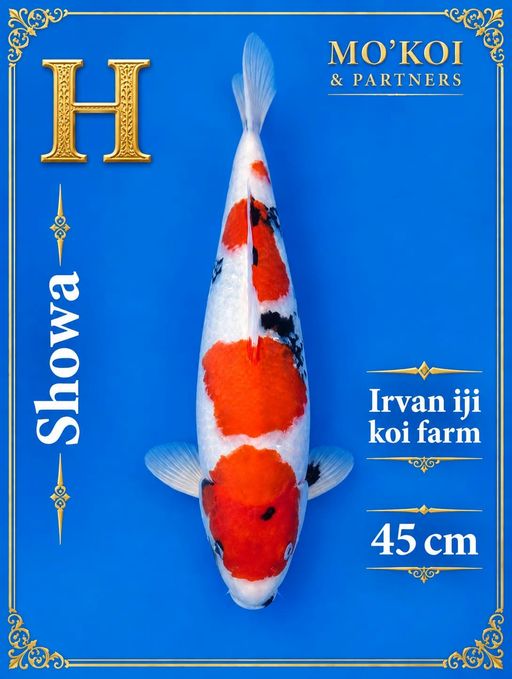 Lelang Koi Online, Jual Beli Ikan Koi, Pusat Jual Beli Koi, Info Lelang Koi Hari Ini, Platform Jual Beli Koi, Jual Beli Ikan Koi Online, Marketplace Ikan Koi, Jual Koi Terbaik, Tempat Beli Koi Berkualitas, Pasar Ikan Koi Online Terpercaya, Penjual Ikan Koi Terpercaya, Beli Koi Hias Online, Ikan Koi untuk Dijual, Koi Kualitas Terbaik, Toko Online Ikan Koi, Koi Hias Untuk Dijual, Jual Beli Ikan Koi Lokal, Koi Indonesia Online, Pusat Jual Beli Koi Terbesar