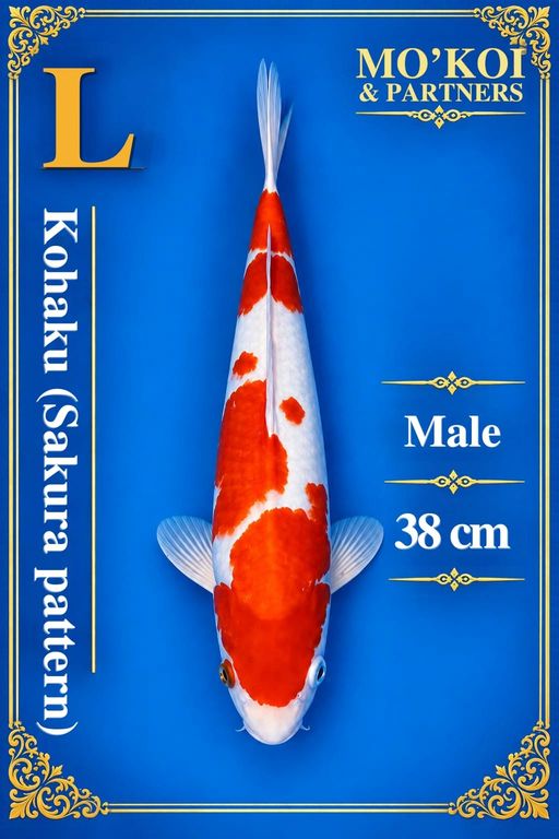 Lelang Koi Online, Jual Beli Ikan Koi, Pusat Jual Beli Koi, Info Lelang Koi Hari Ini, Platform Jual Beli Koi, Jual Beli Ikan Koi Online, Marketplace Ikan Koi, Jual Koi Terbaik, Tempat Beli Koi Berkualitas, Pasar Ikan Koi Online Terpercaya, Penjual Ikan Koi Terpercaya, Beli Koi Hias Online, Ikan Koi untuk Dijual, Koi Kualitas Terbaik, Toko Online Ikan Koi, Koi Hias Untuk Dijual, Jual Beli Ikan Koi Lokal, Koi Indonesia Online, Pusat Jual Beli Koi Terbesar